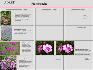 Entretien écologique et naturel classe 4,5 Entretien extensif classe 3 Entretien horticole classe 2 , 1
Hysope officinale (Hyssopus
officinalis)Vivace de 50cm,fleur en épi bleu-
violet très aromatique. 7/8, ensoleillé, sol sec
et chaud, rocaille, talus, murs.
Saponnaire faux
Basilic(Saponaria
ocymoides)Vivace couvre-sol de
30cm,petites fleurs roses vif.
5/7, ensoleillé, sol sec
caillouteus, rocaille, prairie
maigre, lande, lisière
Germandrée petit-chêne (Teucrium
chamaedrys) Vivace couvre-sol de
20cm, fleurs rose pourpré en épis.
6/9, ensoleillée ou mi-ombre, sol tres
sec à sec, rocaille, prairie maigre,
lisière, murets.
Echinacea Purpurea
Cytisus
scoparius 'La
Coquette'
Prairie sèche
Oeillet à delta (Dianthus
deltoides) Vivace
couvre-sol de 25cm,
petitesfleurs roses.6/9,
ensoleillée, sol bien
drainé non calcaire,
sableux ou caillouteux,
prairie sèche,rocaille,
lisière
Thymus
citriodorusThym hirsute
Oeillet des chartreux (Dianthus
carthusianorum)Vivace de 50cm, fleurs
rose foncé à pourpre groupée en bout de
tige. 6/9, ensoleillé ou mi ombré, sol bien
drainé,prairie maigre,rocaille, lisière
ADRET
 