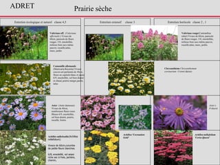 Entretien écologique et naturel classe 4,5 Entretien extensif classe 3 Entretien horticole classe 2 , 1
Camomille allemande
(Matricaria Recutita) Vivace
couvre-sol parfumée de 30cm,
fleurs en capitule blanc et jaune.
6/9, ensoleillée, sol bien drainé
et chaud, prairie maigre,jardin,
talus
Valériane off. (Valeriana
officinalis ) Vivace de
60cm, panicule de fleurs
rouges. 5/8, ensoleillée,
milieux bien secs même
pauvre, rocaille,talus,
murs, jardin
Valériane rouge(Centranthus
ruber) Vivace de 60cm, panicule
de fleurs rouges. 5/8, ensoleillée,
milieux bien secs même pauvre,
rocaille,talus, murs, jardin,
Prairie sèche
Aster (Aster dumosus)
Vivace de 40cm,
nombreuses fleurs roses.
Bleues 6/9, ensoleillée,
sol bien drainé, prairie,
rocaille, lisière.
Chrysanthème Chrysanthemum
coronarium - Crown daisies
Aster x
Frikartii
Achillée millefeuille(Achillea
millefolium)
Vivace de 60cm,corymbe
de petite fleurs blanches.
6/8, ensoleillé, sol assez
riche sec à frais, jachère,
chemin,
Achillea millefolium
'Cerise Queen'
Achillea 'Coronation
Gold'
ADRET
 