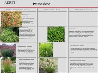 Entretien écologique et naturel classe 4,5 Entretien extensif classe 3 Entretien horticole classe 2 , 1
Hakonechloa macra
Tiges gracieusement arquées qui
s'étend par rhizomes, sans être
envahissante. Le feuillage vert
brillant rappelle un peu le bambou.
Elle a besoin d'humidité (dans ce cas
elle se plaira au soleil) mais supporte
légèrement la sécheresse si elle est
placée à la mi-ombre. H : 40 cm
Acaena. (Acaena
microphylla)
Vivace rampante, panicule
de fleurs rouges. 7/8,
ensoleillée, milieux bien
secs même pauvre,
rocaille,talus, murs, jardin
Prairie sèche
Miscanthus sinensis 'gracillimus'
Apprécié pour son feuillage fin et sa
forme gracieuse qui lui a valu son nom.
Touffe bien dense aux inflorescence
rouges-cuivre (8-10). Soleil. H. 200 cm
Luzula sylvatica
Son pouvoir traçant élevé en fait un excellent couvre-sol
persistant pour l'ombre : elle prend vite le dessus sur les
plantes indésirables. Inflorescences discrètes (6-7)
Préfère un sol assez humide, mais supporte une certaine
sécheresse. Ombre ou mi-ombre. H. 50 cm
Miscanthus sinensis 'Zebrinus'
Feuillage surprenant et très décoratif, panaché de bandes
horizontales jaunes à intervalles irréguliers. Ne fleurit que si
l'automne est chaud. Nécessite parfois des tuteurs. Soleil. H.
150 cm
Molinia arundinacea 'Karl Foerster'
Touffe au port bien droit et aux
inflorescences décoratives couleur
paille, qui prennent des chaudes
couleurs automnales. La plante
demande quelques années pour
atteindre sa taille définitive,. Tous
types de sols. Soleil. H. 150 cm
Pennisetum alopecuroides 'Hameln'
Touffe à la forme jaillissante, inflorescences en forme
de plumes de couleur blanc-crème (7-10), attrayantes
jusqu'au début de l'hiver. Tous types de sol mais
n'apprécie pas la sécheresse. Soleil ou mi-ombre. H. 60
cm
ADRET
 