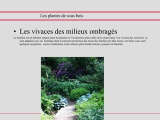 Les plantes de sous bois
• Les vivaces des milieux ombragés
La lumière est un élément majeur pour les plantes en l’occurrence pour celles de la strate basse. Les vivaces des sous bois se
sont adaptées avec un feuillage dont la cuticule (protection des tissus des feuilles) est plus mince, les fleurs sont, sauf
quelques exceptions, moins exubérantes et de couleurs plus froides (bleues, pourpre ou blanche)
 