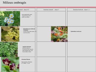 Entretien écologique et naturel classe 4,5 Entretien extensif classe 3 Entretien horticole classe 2 , 1
Epimedium perralchicum
'fronleiten'
Vivace 25cm, fleurs jaune. 4/5,
sous bois,lisère,
Aster ageratoides 'asran'
Vivace 70 cm. 8/10,
ombre, mi-ombre,
Aspérule odorante
(Galium odorata )
Vivace de 10cm, tapis de
fleurs blanche mai, sous
bois de hêtre, lisière.
Géranium Phaeum
fleurs pourpre. Floraison
6/7. Ombre. 70 cm
Epimedium warleyense
Milieux ombragés
 