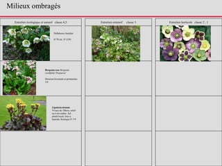 Entretien écologique et naturel classe 4,5 Entretien extensif classe 3 Entretien horticole classe 2 , 1
Bergenia rose Bergenia
cordifolia 'Purpurea'
floraison hivernale et printanière
3/6
Helleborus foetidus
H 70 cm fl 12/01
Ligularia dentata
Vivace de 100cm, soleil
ou à mi-ombre. Sol
plutôt lourd, frais à
humide. Rustique Fl 7/9
Milieux ombragés
 