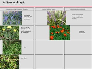 Entretien écologique et naturel classe 4,5 Entretien extensif classe 3 Entretien horticole classe 2 , 1
Liriope muscari
Vivace 35cm, fleurs
rouge pourpre. 8/9,
sous bois,lisère,
Liriope muscari 'variegata'
Vivace 30 cm.8/9, ombre,
mi-ombre,
Lierre
Rubus tricolor'
Hieracium pilosella
(Piloselle) Vivace de
20cm,grandes fleursjaune
vif. 6/8, ensoleillé, sol
sec, prairie, talus
Hieracium
aurantiacum
Milieux ombragés
 