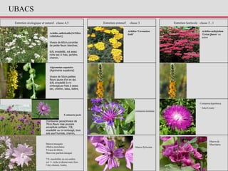 Entretien écologique et naturel classe 4,5 Entretien extensif classe 3 Entretien horticole classe 2 , 1
Achillée millefeuille(Achillea
millefolium)
Vivace de 60cm,corymbe
de petite fleurs blanches.
6/8, ensoleillé, sol assez
riche sec à frais, jachère,
chemin,
Achillea millefolium
'Cerise Queen‘ ou
autres
Achillea 'Coronation
Gold'
Aigremoine eupatoire
(Agrimonia eupatoria)
Vivace de 50cm,petites
fleurs jaune d'or en épi.
6/8, ensoleillé à mi-
ombragé,sol frais à assez
sec, chemin, talus, lisière,
Centaurée jacée
(Centaurea jacea)Vivace de
70cm,fleurs rose pourpre
encapitule solitaire. 7/8,
ensoleillé ou mi-ombragé, tous
sols sauf humide, chemin,
Centaurea hypoleuca
‘ John Coutts ’
centaurea montana
Mauve musquée
(Malva moschata)
Vivace de 60cm,
fleur rose parfum musqué
7/9, ensoleillée ou mi-ombre,
sol +/- riche et drainé mais frais
l’été, chemin, lisière,
Mauve de
Mauritanie
Mauve Sylvestre
UBACS
 