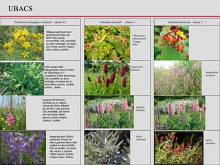 Entretien écologique et naturel classe 4,5 Entretien extensif classe 3 Entretien horticole classe 2 , 1
Millepertuis(Hypericum
perforatum)Vivace de
60cm,fleur jaune
d'orramifiée. 6/8, ensoleillé
ou semi-ombragé, sol assez
sec à frais, prairie maigre,
talus, lisière, jachère
Petite pimprenelle
(Sanguisorba minor) Vivace
de 50cm,fleurs +/-
rougeâtres à tête globuleuse.
5/8, ensoleillé ou semi-
ombragé, sol assez sec à
frais même pauvre, rocaille,
chemin , lisière
Sainfoin (Onobrychis
vivcifolia ou O. sativa)
Vivace de 60cm, élégant
épi de fleur rose pourpre.
5/8, ensoleillé, sol drainé
sec non acide même
pauvre, prairie maigre,
coteaux, rocaille
Sanguisorba
menziesii
Sauge des prés (Salvia
pratensis) Vivace de
60cm,grandes fleurs bleu
violacé en épi verticillé,
5/8, ensoleillé, sol assez
sec neutre à calcaire
même pauvre, prairie
maigre, talus, chemin,
Salvia
mexicana
Salvia
officinalis
L'Hypericum
androsaemum
"Orange
Flair"
Sanguisorba
menziesii
Lupinus
Fabacées
UBACS
 