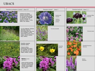 Entretien écologique et naturel classe 4,5 Entretien extensif classe 3 Entretien horticole classe 2 , 1
Scabieuse des champs
(Knautia arvensis) Vivace
de 70cm,gros pompon lilas
en capitule. 6/7, ensoleillé
ou semi-ombragé, sol
drainé sec à frais +/- riche,
lisière, rive, coteaux,
Verveine officinale (Verbena
officinalis) Vivace de
60cm,petites fleurs lilas clair.
6/10, ensoleillé, sol bien
drainé même pauvre, prairie
maigre, chemin, jachère,
talus, coteaux,
Potentille rampante
potentilla reptens
Vivace de 20cm,
nombreuses fleurs jaune.
7/8, ensoleillé, sol drainé
sec même pauvre, prairie
maigre, coteaux, rocaille
Verveine citronelle
Bétoine (stachys
officinalis )
Vivace de 60cm,grandes
fleurs bleu violacé en épi
verticillé, 5/8, ensoleillé,
sol frais, prairie maigre,
talus, chemin.
Stachys
Hummelo
Scabieuse du
Caucase
Scabiosa
caucasica
perfecta
Verveine temari
Potentille
ansérine
Scabieuse 'Blue
Butterfly'
Potentille fructicosa
'Red Ace'
UBACS
 
