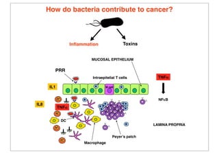 Bacteria Patch Bacteria & Cancer | PDF
