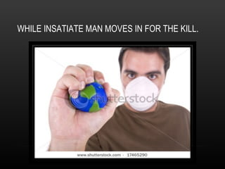 WHILE INSATIATE MAN MOVES IN FOR THE KILL. 