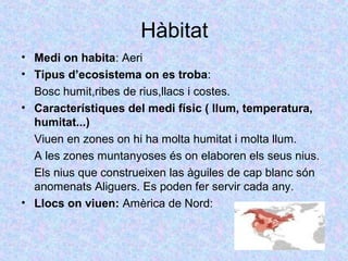 Hàbitat 
• Medi on habita: Aeri 
• Tipus d’ecosistema on es troba: 
Bosc humit,ribes de rius,llacs i costes. 
• Característiques del medi físic ( llum, temperatura, 
humitat...) 
Viuen en zones on hi ha molta humitat i molta llum. 
A les zones muntanyoses és on elaboren els seus nius. 
Els nius que construeixen las àguiles de cap blanc són 
anomenats Aliguers. Es poden fer servir cada any. 
• Llocs on viuen: Amèrica de Nord: 
 