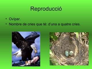 Reproducció 
• Ovípar. 
• Nombre de cries que té: d’una a quatre cries. 
 