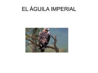 EL ÁGUILA IMPERIAL
 