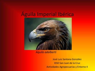 Águila Imperial Ibérica
José Luis Santana González
IESO San Juan de la Cruz
Actividades Agropecuarias y Entorno II
Aquila adalberti
 