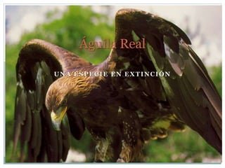 UNA ESPECIE EN EXTINCIÓN
Águila Real
 