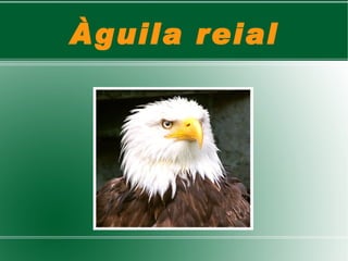 Àguila reial 
