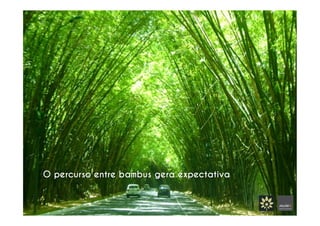 O percurso entre bambus gera expectativa	
  
 