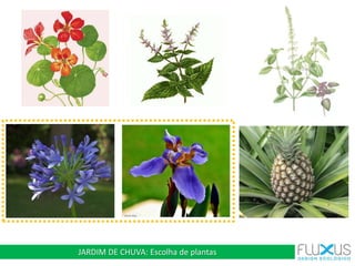 JARDIM DE CHUVA: Escolha de plantas
 
