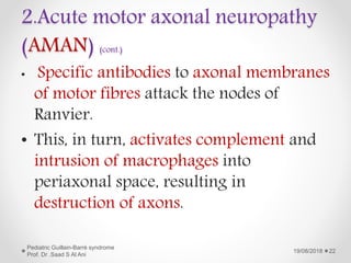 2.Acute motor axonal neuropathy
(AMAN) (cont.)
• Specific antibodies to axonal membranes
of motor fibres attack the nodes of
Ranvier.
• This, in turn, activates complement and
intrusion of macrophages into
periaxonal space, resulting in
destruction of axons.
19/08/2018
Pediatric Guillain-Barré syndrome
Prof. Dr .Saad S Al Ani
22
 