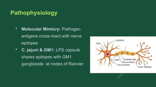 Pathophysiology
• Molecular Mimicry: Pathogen
antigens cross-react with nerve
epitopes
• C. jejuni & GM1: LPS capsule
shares epitopes with GM1
ganglioside at nodes of Ranvier
 