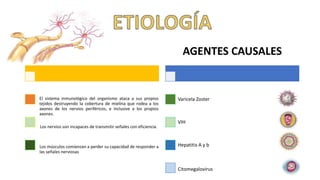 Los nervios son incapaces de transmitir señales con eficiencia.
El sistema inmunológico del organismo ataca a sus propios
tejidos destruyendo la cobertura de mielina que rodea a los
axones de los nervios periféricos, e inclusive a los propios
axones.
Los músculos comienzan a perder su capacidad de responder a
las señales nerviosas
AGENTES CAUSALES
Varicela Zoster
VIH
Hepatitis A y b
Citomegalovirus
 