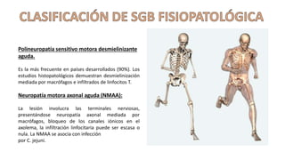 Polineuropatía sensitivo motora desmielinizante
aguda.
Es la más frecuente en países desarrollados (90%). Los
estudios histopatológicos demuestran desmielinización
mediada por macrófagos e infiltrados de linfocitos T.
Neuropatía motora axonal aguda (NMAA):
La lesión involucra las terminales nerviosas,
presentándose neuropatía axonal mediada por
macrófagos, bloqueo de los canales iónicos en el
axolema, la infiltración linfocitaria puede ser escasa o
nula. La NMAA se asocia con infección
por C. jejuni.
 
