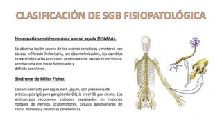Neuropatía sensitivo motora axonal aguda (NSMAA).
Se observa lesión severa de los axones sensitivos y motores con
escaso infiltrado linfocitario, sin desmielinización; los cambios
se extienden a las porciones proximales de las raíces nerviosas;
se relaciona con inicio fulminante y
déficits sensitivos.
Síndrome de Miller Fisher.
Desencadenado por cepas de C. jejuni, con presencia de
anticuerpos IgG para gangliósido GQ1b en el 96 por ciento. Los
anticuerpos reconocen epítopes expresados en regiones
nodales de nervios oculomotores, células ganglionares de
raíces dorsales y neuronas cerebelosas.
 