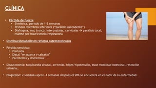 CLÍNICA
• Pérdida de fuerza:
• Simétrica, periodo de 1-2 semanas
• Primero miembros inferiores (“parálisis ascendente”)
• Diafragma, msc tronco, intercostales, cervicales ! parálisis total,
muerte por insuficiencia respiratoria
• Disminución/abolición reflejos osteotendinosos
• Pérdida sensitiva:
• Profunda
• Distal “en guante y calcetín”
• Parestesias y disestesias
• Disautonomía: taquicardia sinusal, arritmias, hiper/hipotensión, trast motilidad intestinal, retención
urinaria…
• Progresión: 2 semanas aprox. 4 semanas después el 90% se encuentra en el nadir de la enfermedad.
 