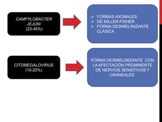 CAMPYLOBACTER
JEJUNI
(23-45%)

CITOMEGALOVIRUS
(10-22%)

 FORMAS AXONALES
 DE MILLER-FISHER
 FORMA DESMIELINIZANTE
CLÁSICA

FORMA DESMIELINIZANTE CON
LA AFECTACIÓN PROMINENTE
DE NERVIOS SENSITIVOS Y
CRANEALES.

 