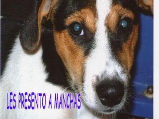 LES PRESENTO A MANCHAS 