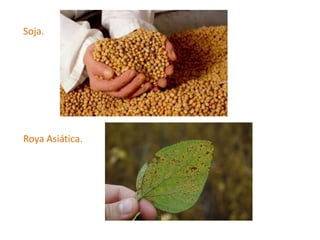 Soja.
Roya Asiática.
 