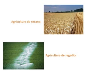 Agricultura de secano.
Agricultura de regadío.
 