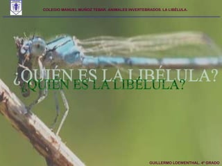 COLEGIO MANUEL MUÑOZ TEBAR. ANIMALES INVERTEBRADOS. LA LIBÉLULA. ¿QUIÉN ES LA LIBÉLULA?GUILLERMO LOEWENTHAL. 4º GRADO