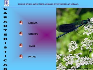 COLEGIO MANUEL MUÑOZ TEBAR. ANIMALES INVERTEBRADOS. LA LIBÉLULA. CABEZACUERPOCARACTERISTICASALASPATASGUILLERMO LOEWENTHAL. 4º GRADO