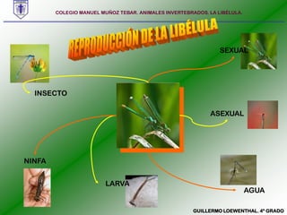 COLEGIO MANUEL MUÑOZ TEBAR. ANIMALES INVERTEBRADOS. LA LIBÉLULA. REPRODUCCIÓN DE LA LIBÉLULASEXUALINSECTOASEXUALNINFALARVAAGUAGUILLERMO LOEWENTHAL. 4º GRADO