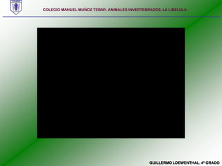 COLEGIO MANUEL MUÑOZ TEBAR. ANIMALES INVERTEBRADOS. LA LIBÉLULA. GUILLERMO LOEWENTHAL. 4º GRADO