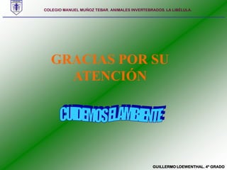 COLEGIO MANUEL MUÑOZ TEBAR. ANIMALES INVERTEBRADOS. LA LIBÉLULA. GRACIAS POR SU ATENCIÓNCUIDEMOS EL AMBIENTEGUILLERMO LOEWENTHAL. 4º GRADO