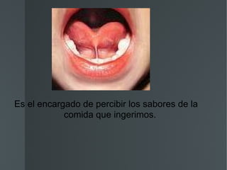 Es el encargado de percibir los sabores de la comida que ingerimos. 