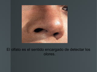 El olfato es el sentido encargado de detectar los olores.  