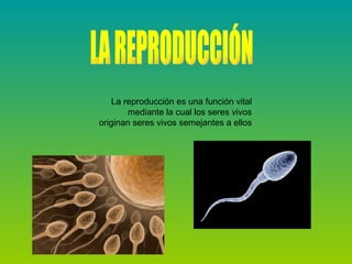 LA REPRODUCCIÓN La reproducción es una función vital mediante la cual los seres vivos originan seres vivos semejantes a ellos 