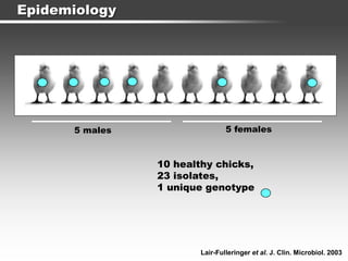 Epidemiology
5 males 5 females
10 healthy chicks,
23 isolates,
1 unique genotype
Lair-Fulleringer et al. J. Clin. Microbiol. 2003
 