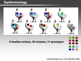 Epidemiology
9 healthy turkeys, 55 isolates, 17 genotypes
Lair-Fulleringer et al. J. Clin. Microbiol. 2003
 