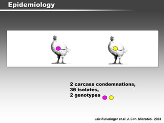 Epidemiology
2 carcass condemnations,
36 isolates,
2 genotypes
Lair-Fulleringer et al. J. Clin. Microbiol. 2003
 