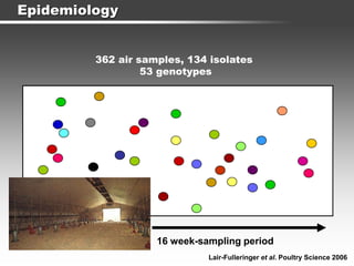 Epidemiology
362 air samples, 134 isolates
53 genotypes
16 week-sampling period
Lair-Fulleringer et al. Poultry Science 2006
 