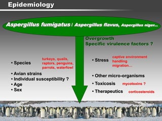 Epidemiology
Aspergillus fumigatus / Aspergillus flavus, Aspergillus niger…
Overgrowth
Specific virulence factors ?
• Species
• Avian strains
• Individual susceptibility ?
• Age
• Sex
• Stress
• Other micro-organisms
• Toxicosis
• Therapeutics
captive environment
handling
migration…
mycotoxins ?
corticosteroids
turkeys, quails,
raptors, penguins,
parrots, waterfowl
 