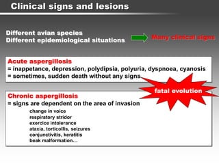 Clinical signs and lesions
Different avian species
Different epidemiological situations Many clinical signs
Acute aspergillosis
= inappetance, depression, polydipsia, polyuria, dyspnoea, cyanosis
= sometimes, sudden death without any signs
Chronic aspergillosis
= signs are dependent on the area of invasion
change in voice
respiratory stridor
exercice intolerance
ataxia, torticollis, seizures
conjunctivitis, keratitis
beak malformation…
fatal evolution
 