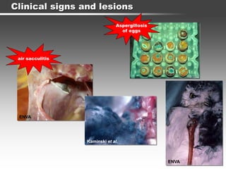 Clinical signs and lesions
ENVA
Kaminski et al.
air sacculitis
Aspergillosis
of eggs
ENVA
 
