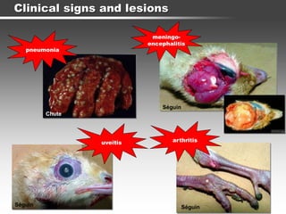 Clinical signs and lesions
Chute
pneumonia
meningo-
encephalitis
Séguin
arthritis
Séguin
uveitis
Séguin
 