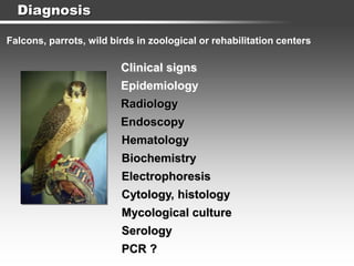 Diagnosis
Falcons, parrots, wild birds in zoological or rehabilitation centers
Clinical signs
Epidemiology
Radiology
Endoscopy
Hematology
Serology
Biochemistry
Electrophoresis
Mycological culture
PCR ?
Cytology, histology
 