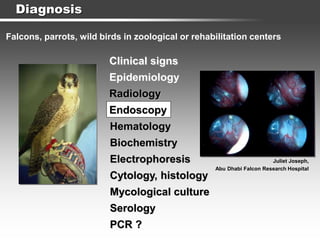 Diagnosis
Clinical signs
Epidemiology
Radiology
Endoscopy
Hematology
Serology
Juliet Joseph,
Abu Dhabi Falcon Research Hospital
Falcons, parrots, wild birds in zoological or rehabilitation centers
Biochemistry
Electrophoresis
Mycological culture
PCR ?
Cytology, histology
 