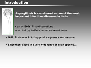 Introduction
Aspergillosis is considered as one of the most
important infectious diseases in birds
• early 1800s: first observations
scaup duck, jay, bullfinch, bustard and several swans
• 1898: first cases in turkey poults (Lignières & Petit in France)
• Since then, cases in a very wide range of avian species…
 
