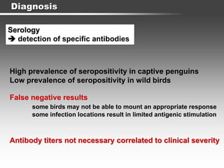 Diagnosis
Serology
 detection of specific antibodies
False negative results
some birds may not be able to mount an appropriate response
some infection locations result in limited antigenic stimulation
Antibody titers not necessary correlated to clinical severity
High prevalence of seropositivity in captive penguins
Low prevalence of seropositivity in wild birds
 